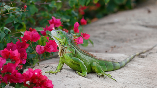 Investigadores en Florida están golpeando iguanas en la cabeza para solucionar el problema de sobrepoblación<em></em>